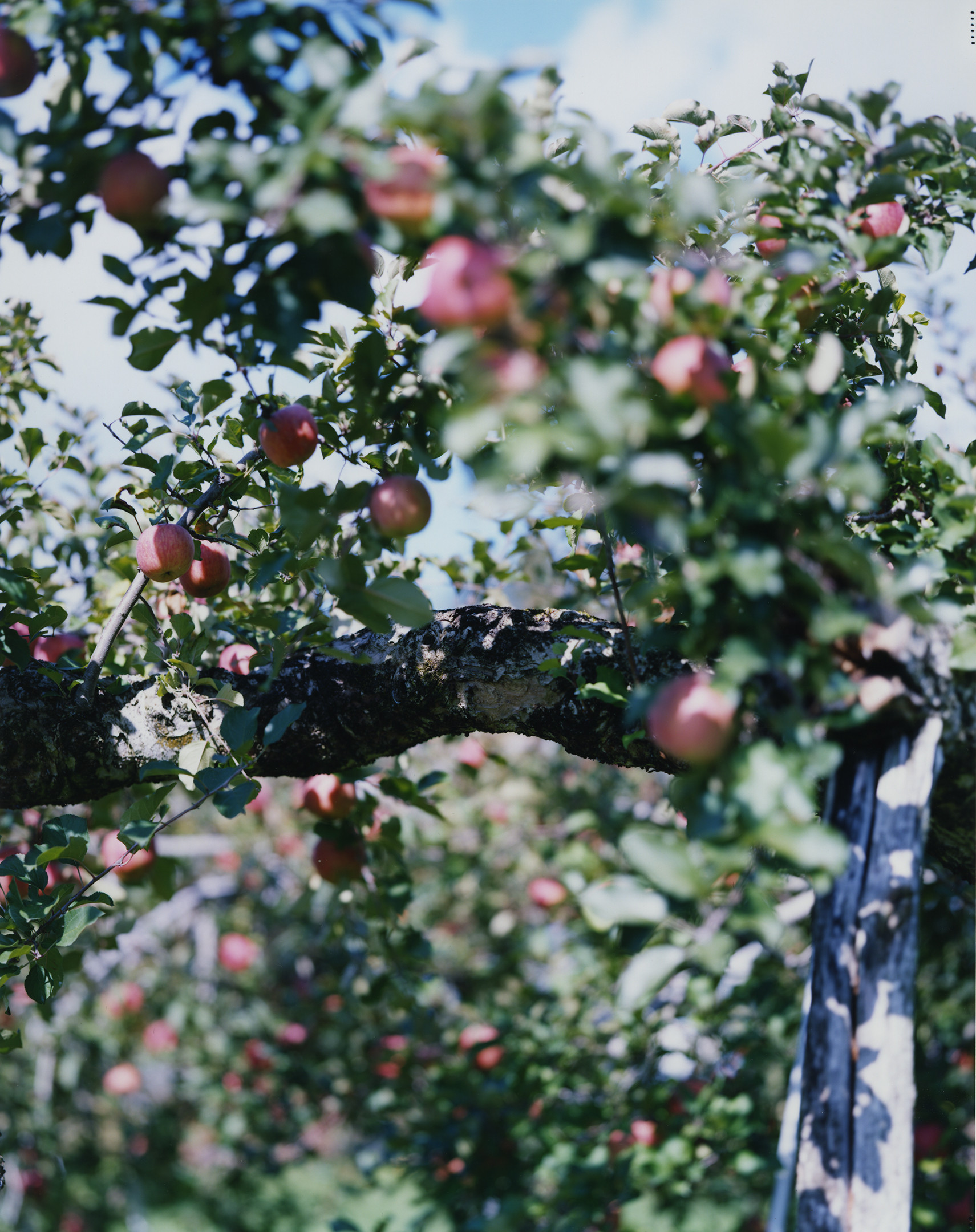 Apple Tree portfolio YOSHIHIKO UEDA 上田義彦